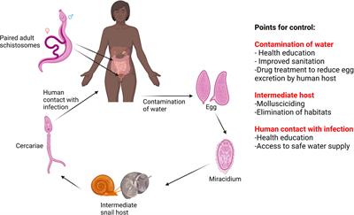 Frontiers | A review of the genetic determinants of praziquantel 